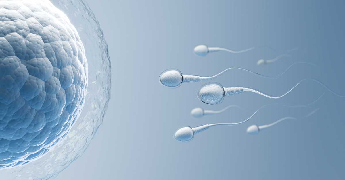 The Best Male Fertility Supplements for Healthier, Stronger Sperm