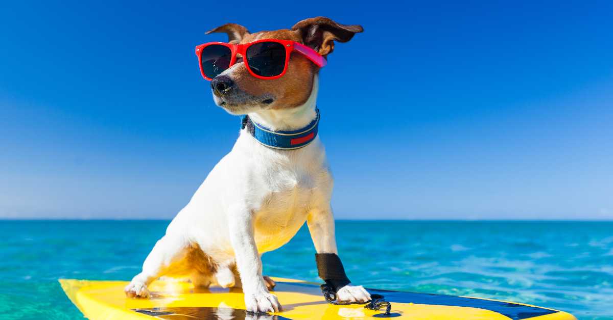 Worried About Your Furry Friend? A Real Look at Wearable Technology for Pets