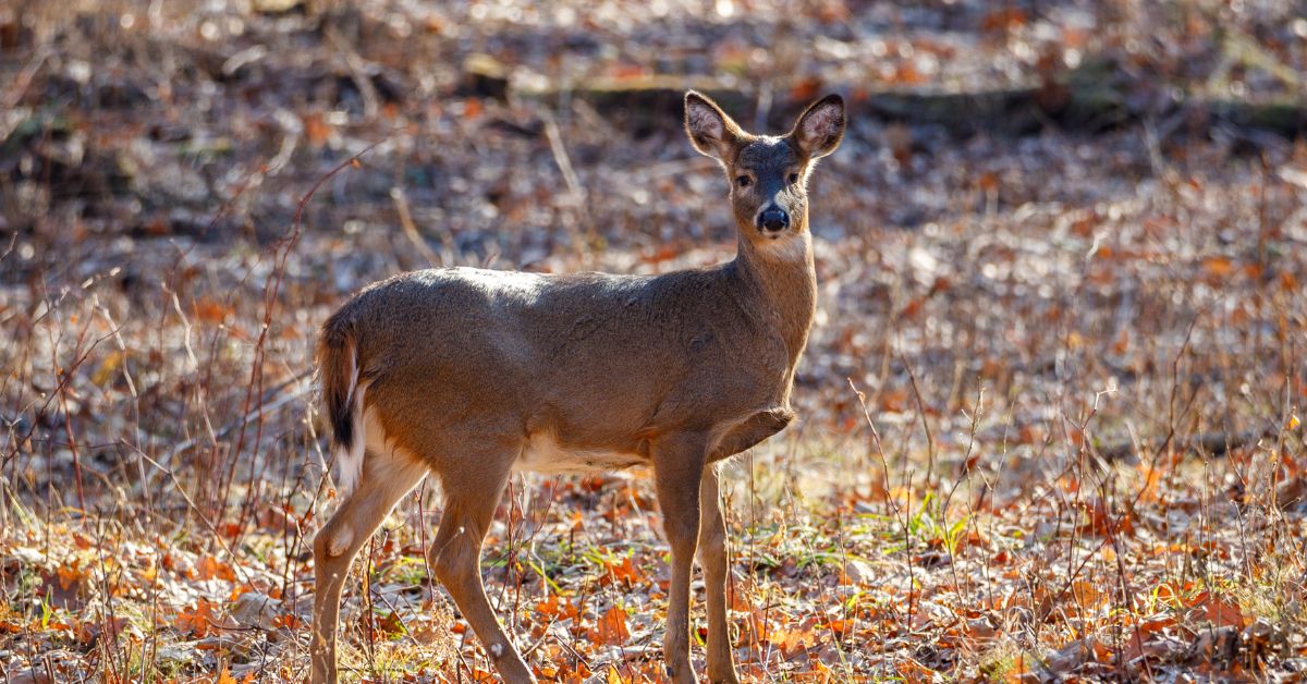 The Deer/Tick Symbiotic Relationship: A Closer Look